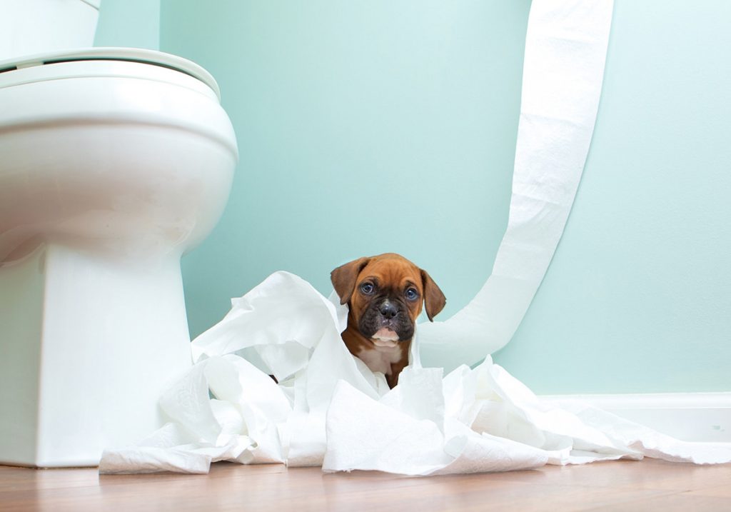 How to potty train a stubborn puppy
