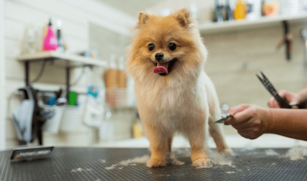 Dog Grooming Tips Exposed
