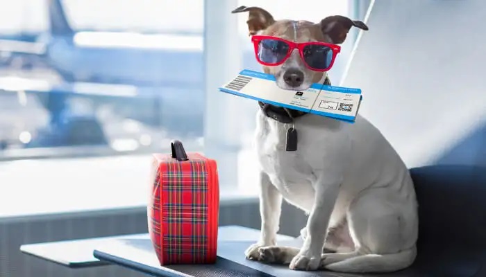 Best Dogs to Travel With