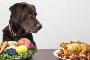 Understanding dog nutrition the right way