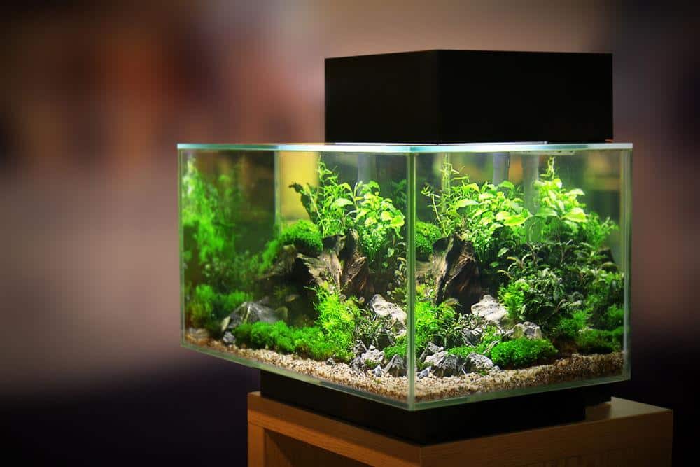 The best planted aquarium lighting options