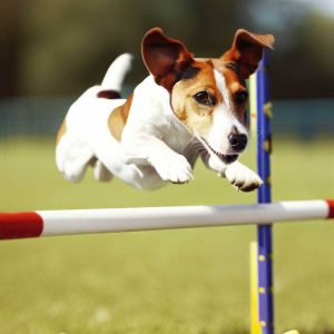 Best Dogs For Flyball