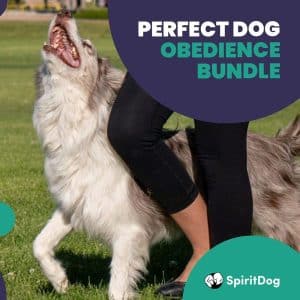 Online Dog Training Courses: SpiritDog Training