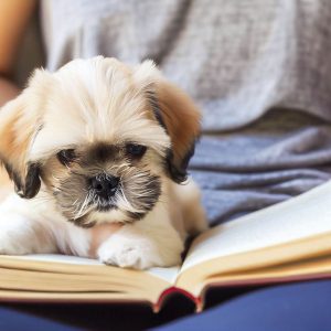 Best Companion Dogs: Shih Tzu puppy sitting and studying a book