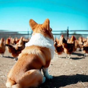 Best Dogs For Chickens: Corgi sitting looking at a chickens on a farm