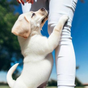 How to Train a Puppy Not to Jump On You: Labrador Retriever puppy trying to jump up