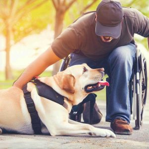 How to Train a Service Dog: Labrador Retriever service dog